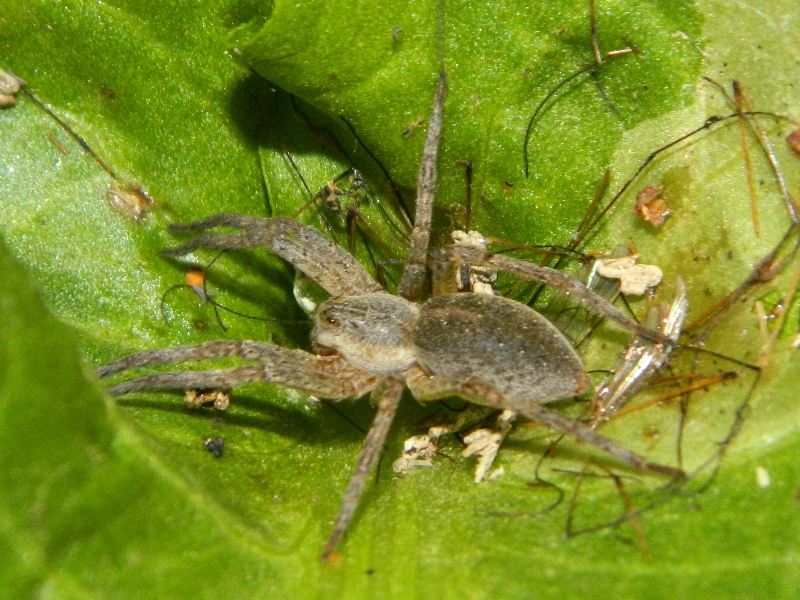 Ragno in golena:  Pisauridae: Dolomedes sp. - Viadana (MN)